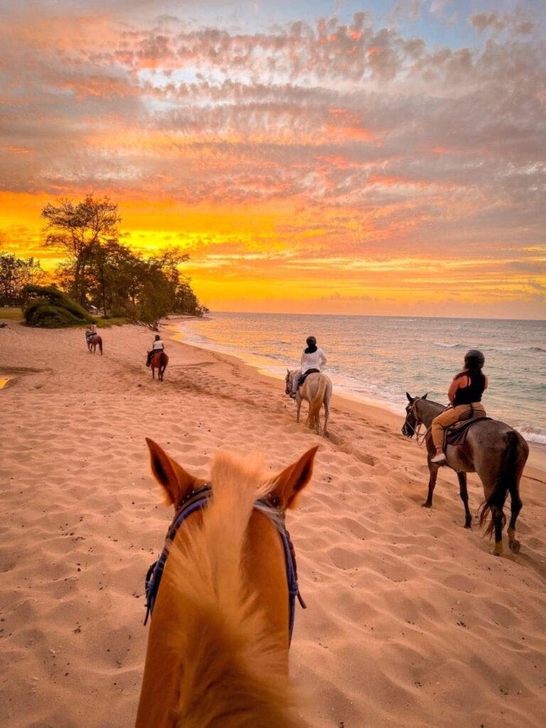 img_9293-Edit-Emily-Weigel-scaled This image is by Oahu Horseback Trail Rides.